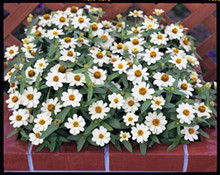 Zinnia Profusion White