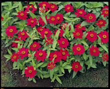 Zinnia Profusion Cherry Annual Seed