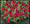 Zinnia Profusion Cherry Annual Seed