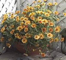 Zinnia Profusion Apricot
