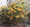 Zinnia Profusion Apricot