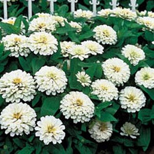 Zinnia Benary Giant White Annual Seed