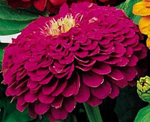 Zinnia Benary Giant Purple Annual Seed