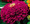 Zinnia Benary Giant Purple Annual Seed