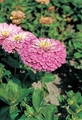 Zinnia Benary Giant Lilac