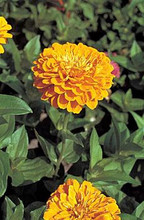 Zinnia Benary Giant Golden Yellow