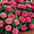 Zinnia Benary Giant Bright Pink Annual Seed