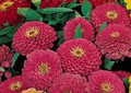 Zinnia Benary Giant Carmine Annual Seed