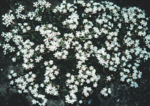 Zaluzianskya Midnight Candy Annual Seed