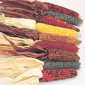 Zea Mays Ornamental Corn Little Jewels Annual Seeds