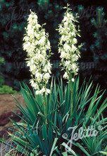 Yucca Adams Needle Filamentosa