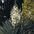 Yucca (Adams Needle) Glauca Perennial Seeds