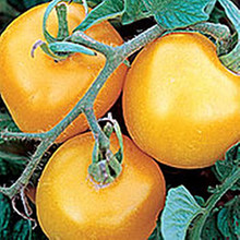 Yellow Perfection Heirloom Tomato