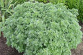 Wormwood