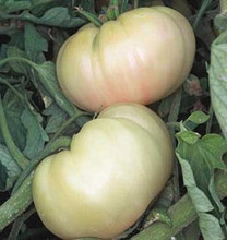 White Queen Heirloom Tomato