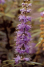 Vitex Agnus Castus