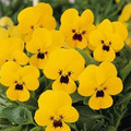 Viola Sorbet Yellow Babyface Annual Seeds