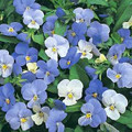 Viola Sorbet Y-T-T Annual Seed