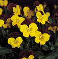 Viola Sorbet Red Wing Annual Seed