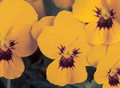 Viola Sorbet Primrose Blotch Babyface Annual Seed