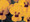Viola Sorbet Primrose Blotch Babyface Annual Seed