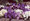 Viola Sorbet Blue Mix