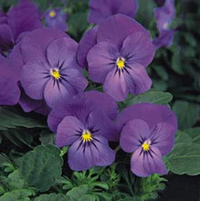Viola Sorbet Blue Heaven Annual Seeds