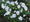Viola Cornuta Perfection White Perennial Seeds