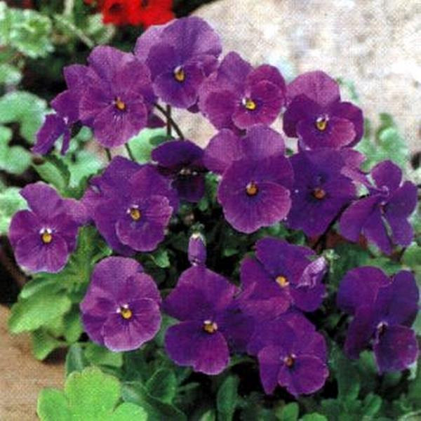 Viola cornuta Chantreyland 50 Seeds 