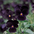 Viola Sorbet Black Delight Annual Seeds