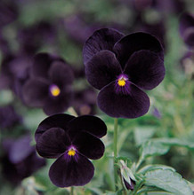 Viola Sorbet Black Delight Annual Seeds