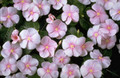 Vinca Cooler Icy Pink