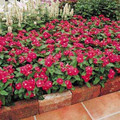 Vinca Cooler Red Annual Seed