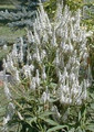 Veronicastrum Virginicum Alba