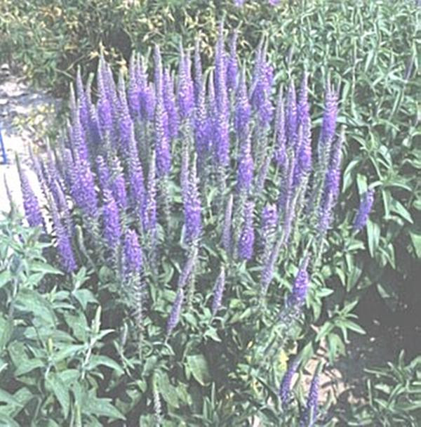 Veronica Speedwell Longifolia Blue Perennial Seeds