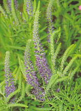 Veronica Speedwell Spicata Blue