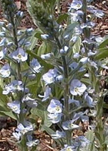 Veronica Speedwell Gentianoides Ramona