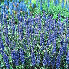 Veronica (Speedwell) Spicata Nana Blue Carpet Perennial Seeds