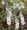 Veronica (Speedwell) Spicata Alba Perennial Seeds