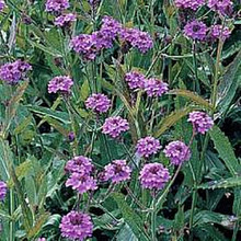 Verbena Rigida Perennial Seeds