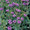 Verbena Rigida Perennial Seeds