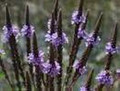 Verbena Hastata American Violet