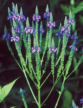 Verbena Hastata American Pink