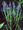 Verbena Hastata American Pink