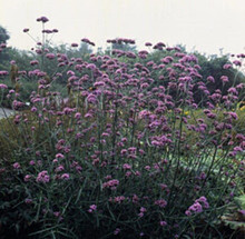 Verbena Bonariensis Perennial Seeds
