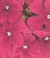 Verbena Quartz Carmine Rose Annual Seed