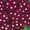Verbena Quartz Burgundy Eye Annual