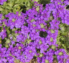 Verbena Quartz Blue Annual