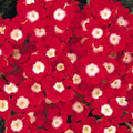Verbena  Quartz  Red with Eye Annual Seeds