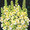 Verbascum (Mullein) Bombyciferum Polar Summer Perennial Seeds